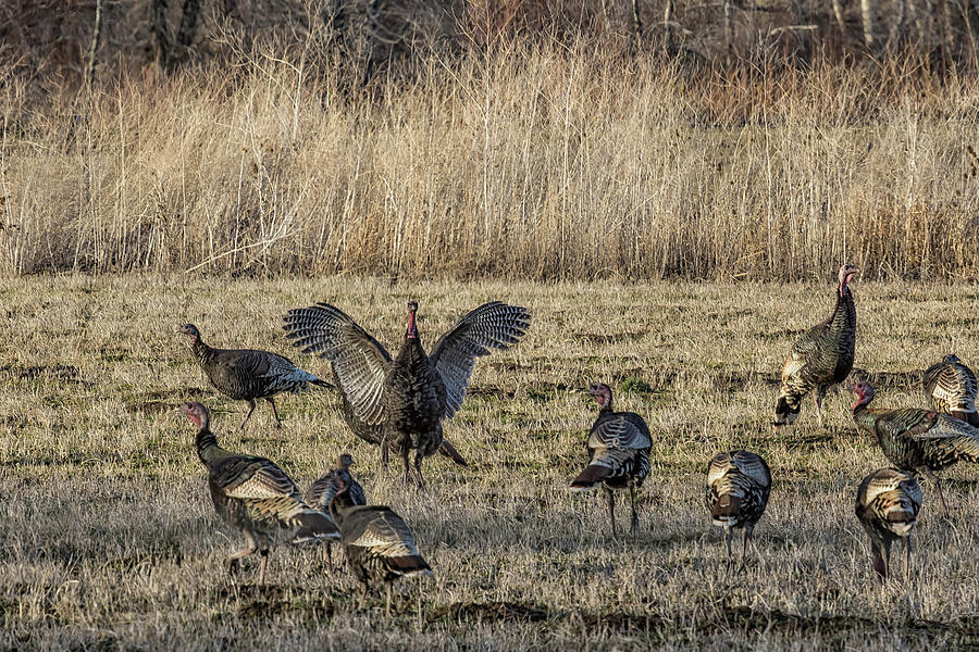 Flock of Wild Turkeys Photograph by Belinda Greb