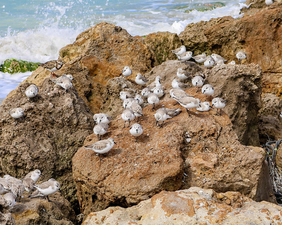Flock on a Rock Photograph by Robert Wilder Jr