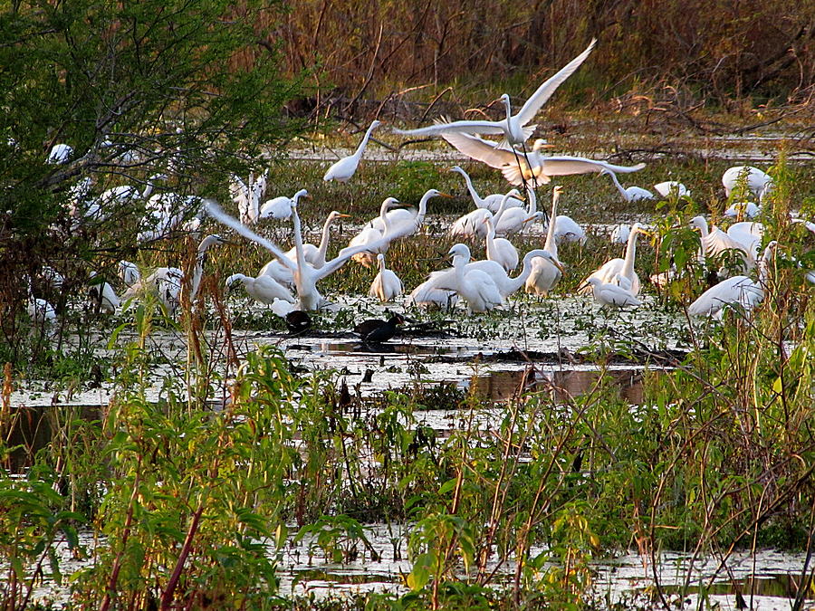  Flocking Great Egrets  Photograph by Christopher Mercer