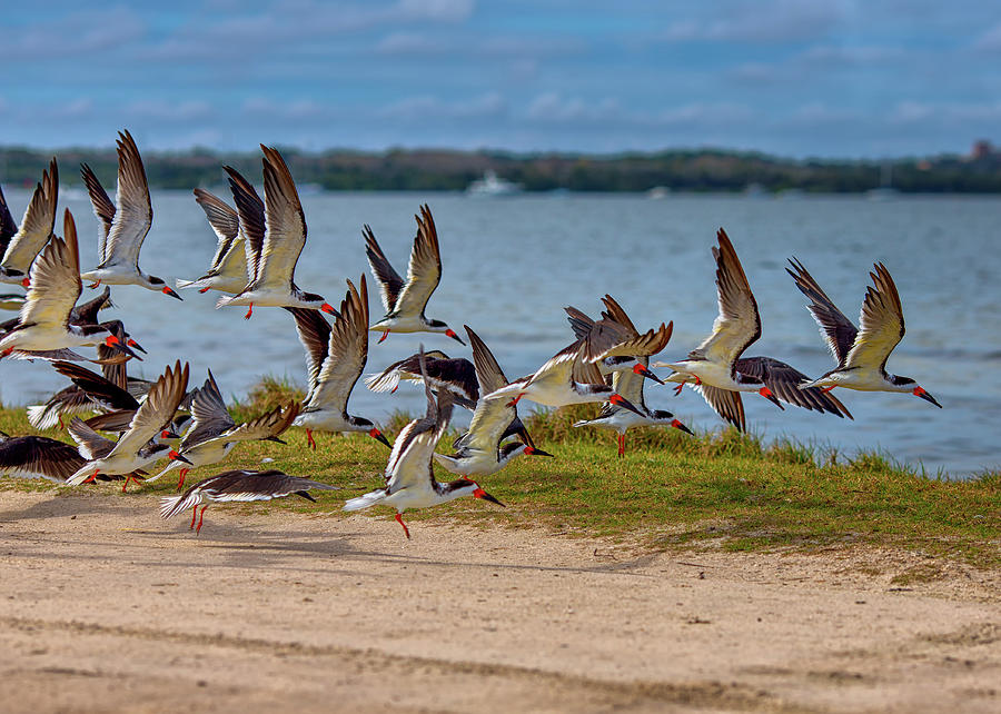 Bird Photograph - Flocking Home by John M Bailey