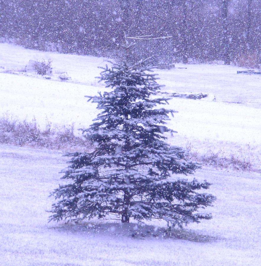 Flocking the Tree Photograph by Maria Tripician