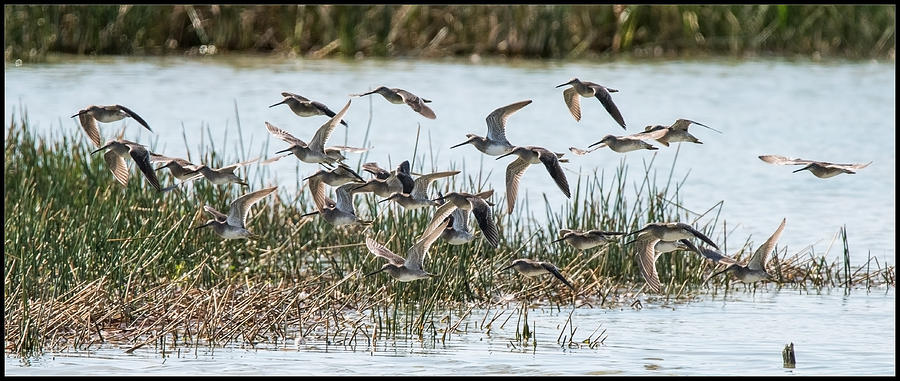 Flocking to Cutler Wetlands Photograph by Roberta Kayne