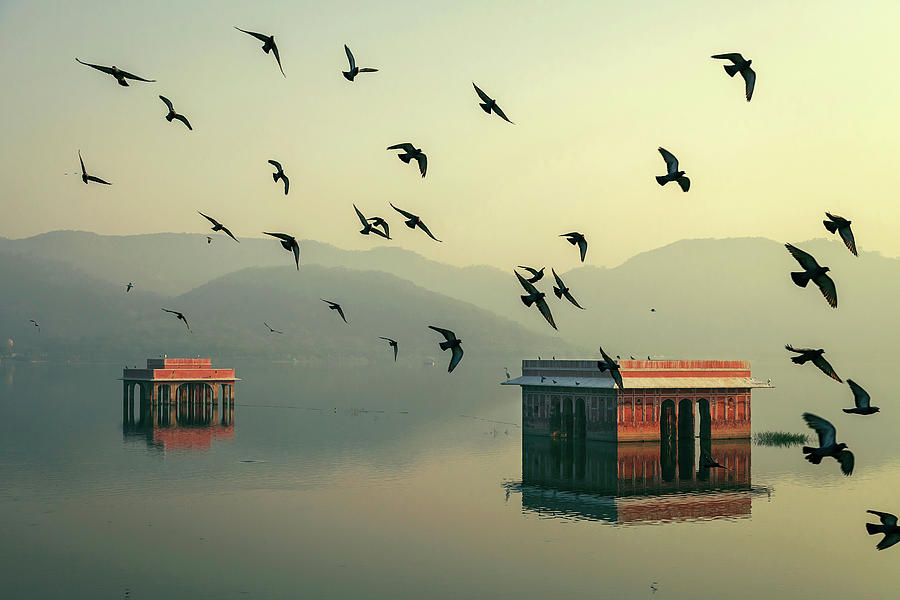 Flocks of Pigeons, Jal Mahal, Jaipur by Mahesh Balasubramanian Flocks of Pigeons, Jal Mahal, Jaipur by Mahesh Balasubramanian