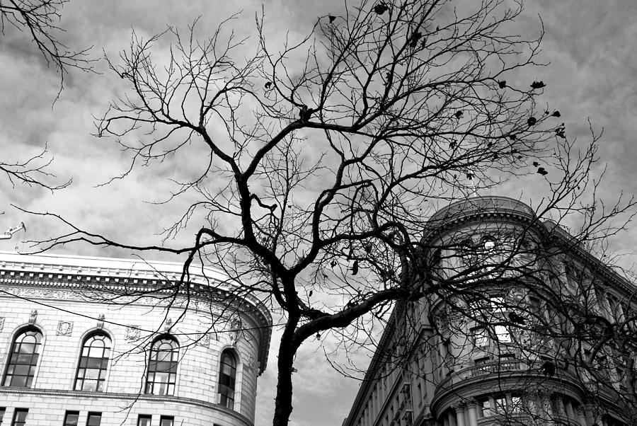 City Photograph - Flood Building and Bank Building - San Francisco - Tree View - Black and White by Matt Quest