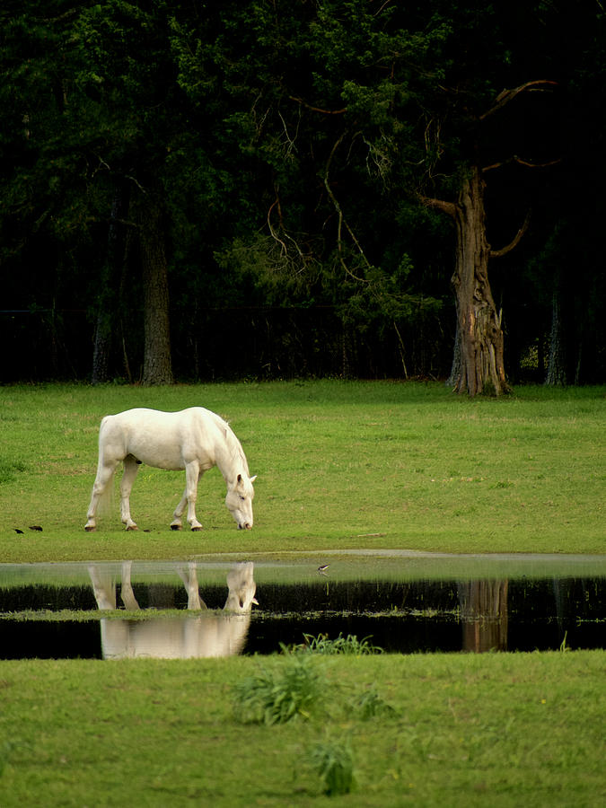Horse Photograph - Flooded Field in May by Rachel Morrison