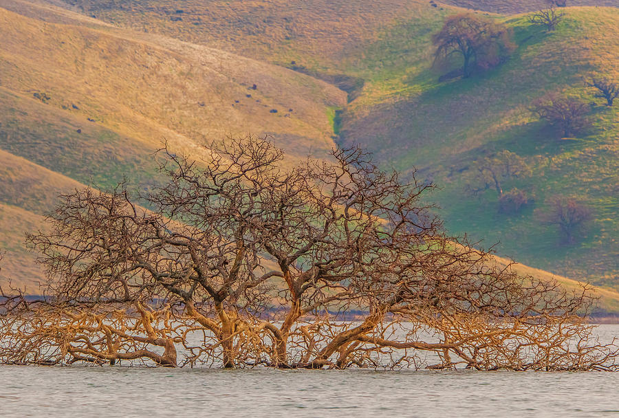 Flooded Tree and Hillside Photograph by Marc Crumpler