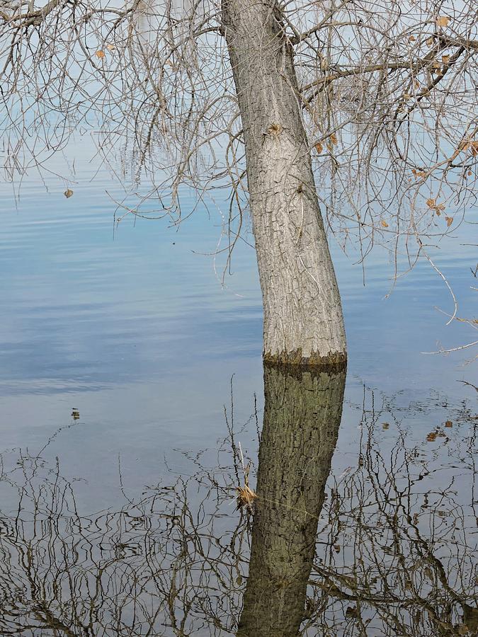 Flooded Tree Photograph by Connor Beekman