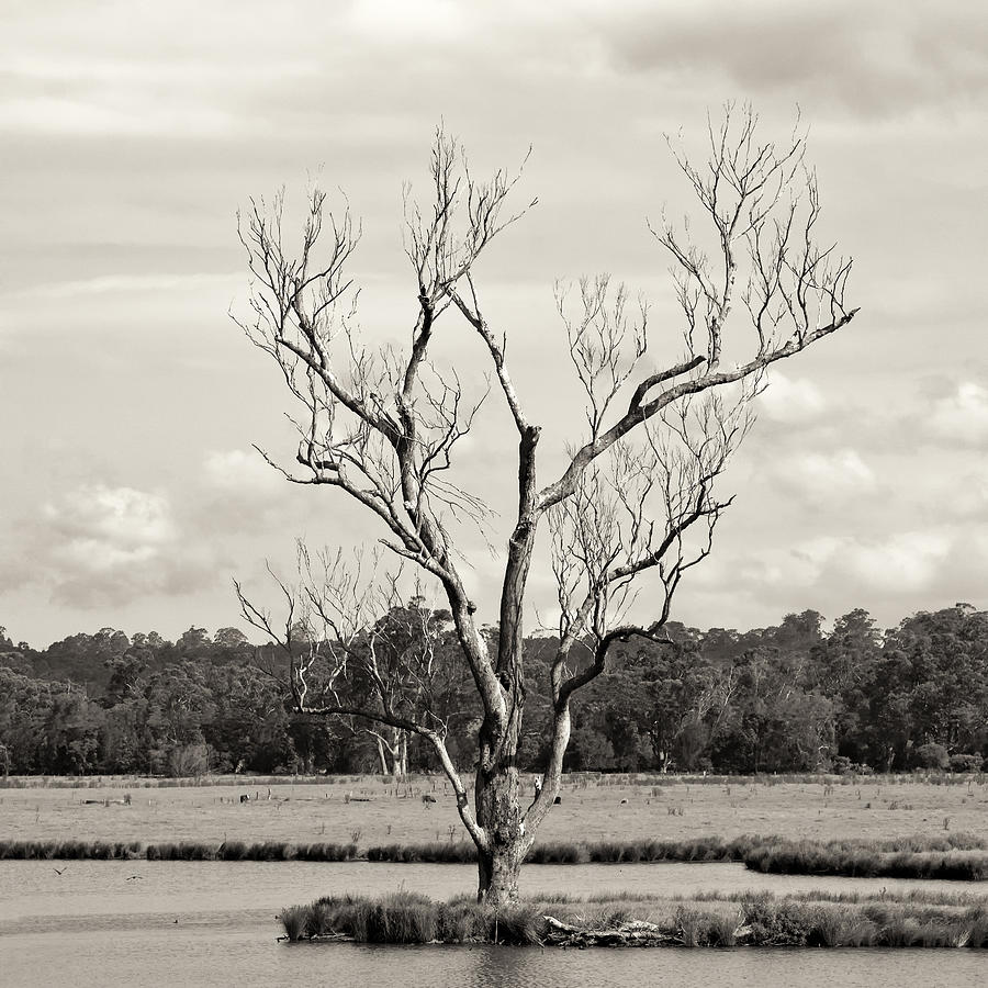 Flooded Tree Photograph by Nicholas Blackwell