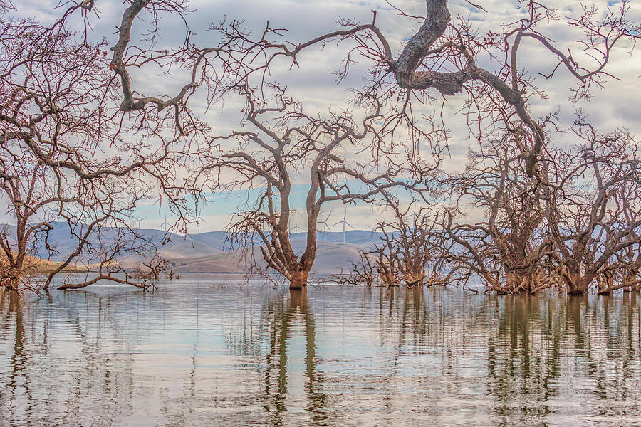 Flooded Trees at Los Vaqueros Photograph by Marc Crumpler