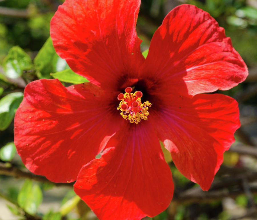 Flor de Pacifico - Hibiscus Photograph by AM FineArtPrints
