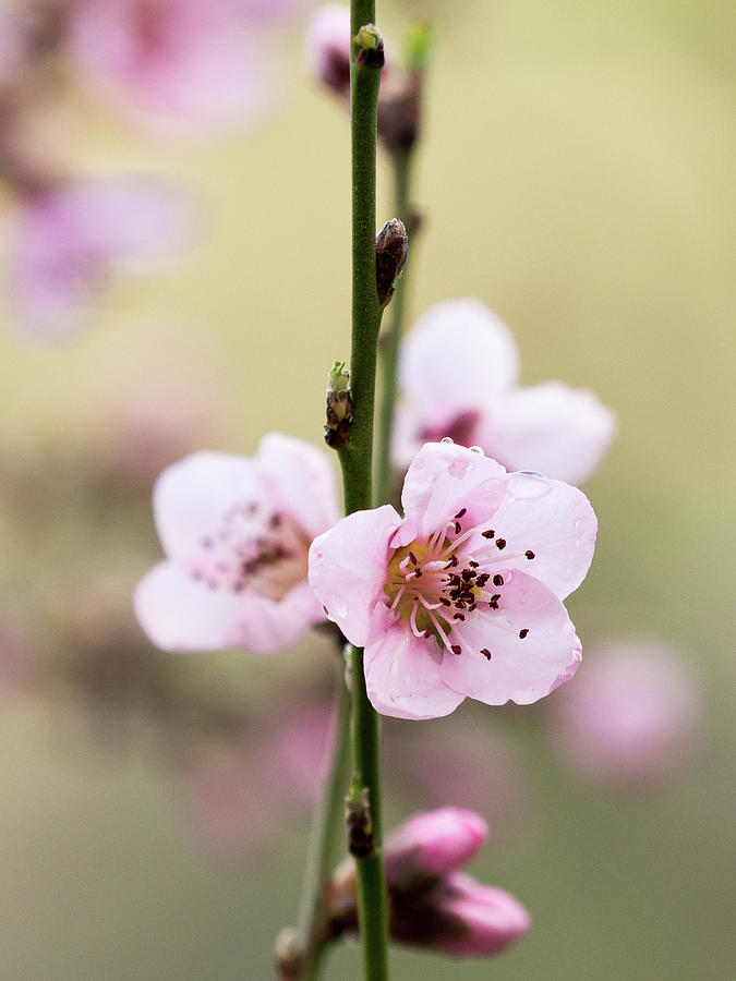 Flor del almendro. Photograph by Lourdes Ortega Poza - Fine Art America