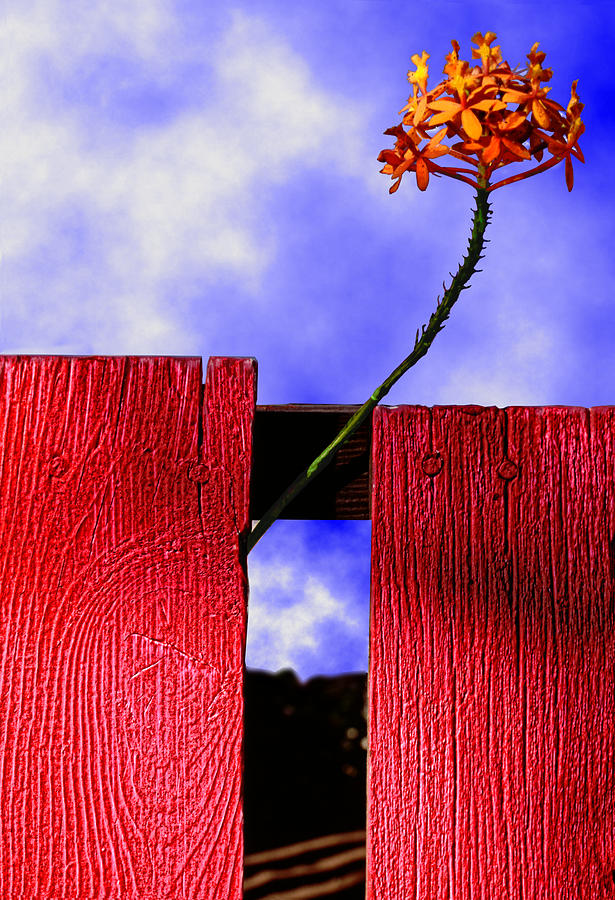 Flora and The Red Fence Photograph by Paul Wear