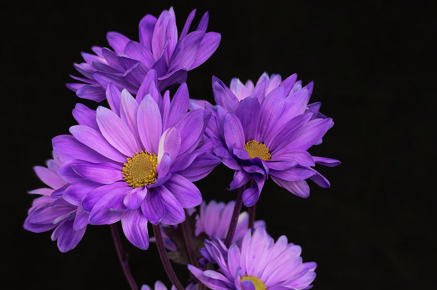 Flora Bouquet 127 Photograph by Larry Palmer | Fine Art America