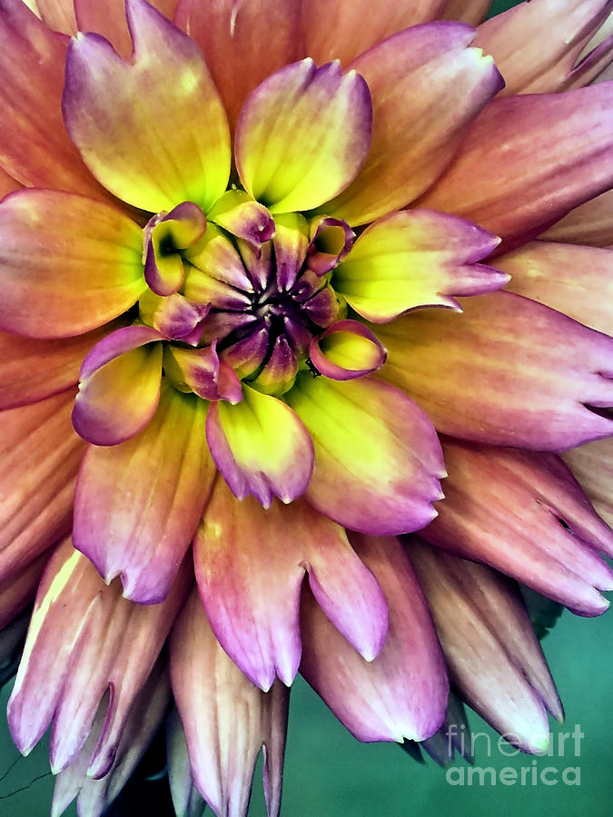 Flower Photograph - Flora Center by Janice Drew