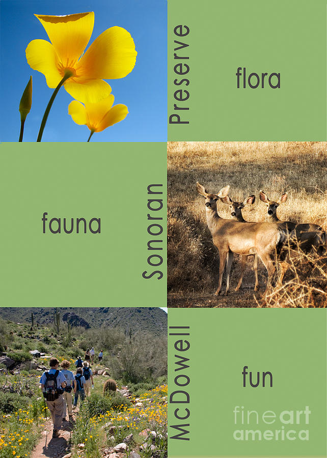 Flora, Fauna, Fun Photograph by Marianne Jensen