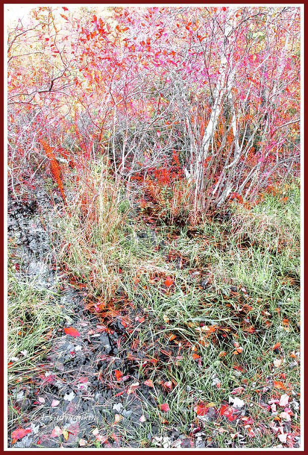 Flora in a Marsh Edge, Autumn Photograph by A Macarthur Gurmankin
