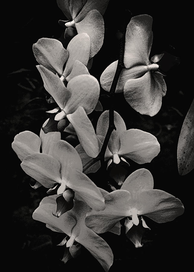Flora in Black and White Photograph by Joseph Hollingsworth