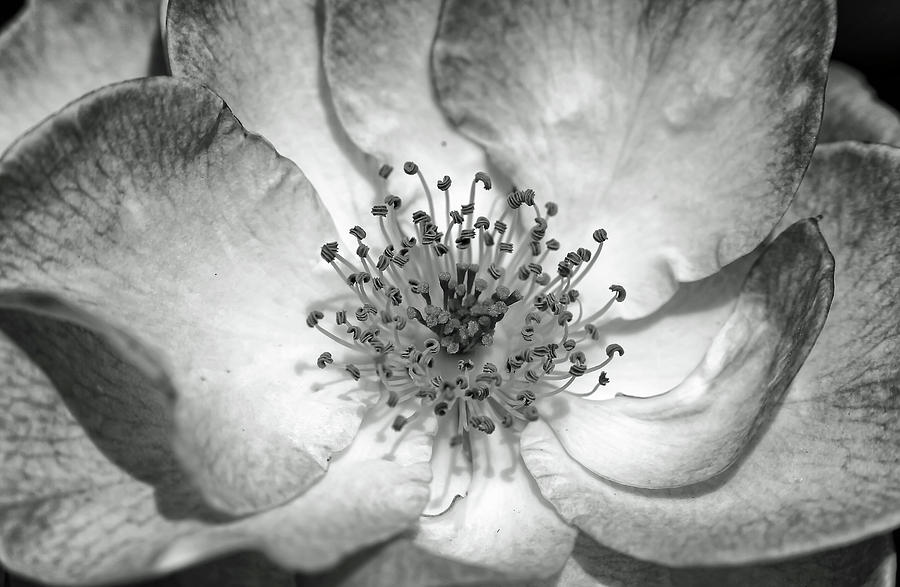 Black And White Photograph - Flora in Monochrome IV by Alexander Mendoza
