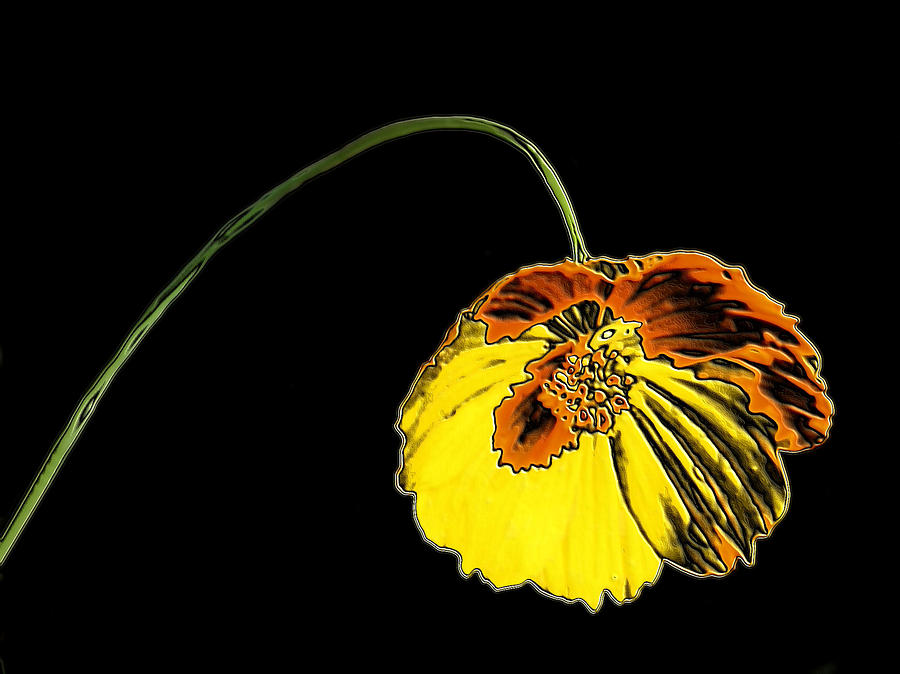 Flora Digital Art by Kristin Elmquist