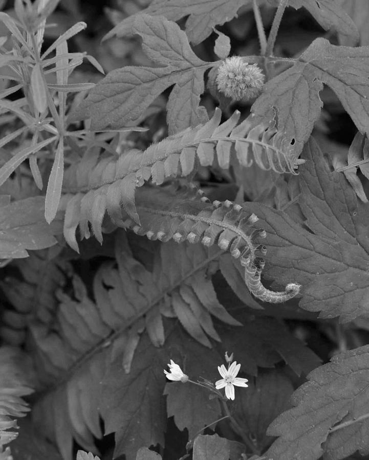 Flora of the Forest BW Photograph by Charles Lucas