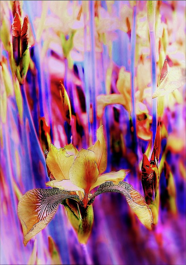 Flower Photograph - Floral Abstract #8 by Slawek Aniol