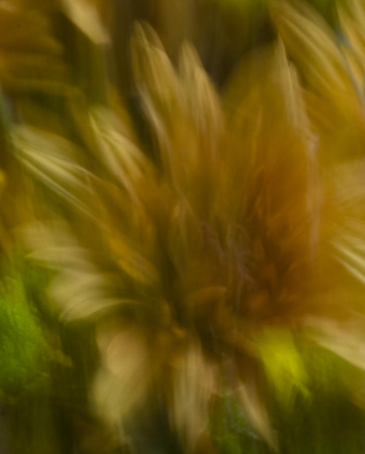Floral Abstract Photograph by Cheryl Day