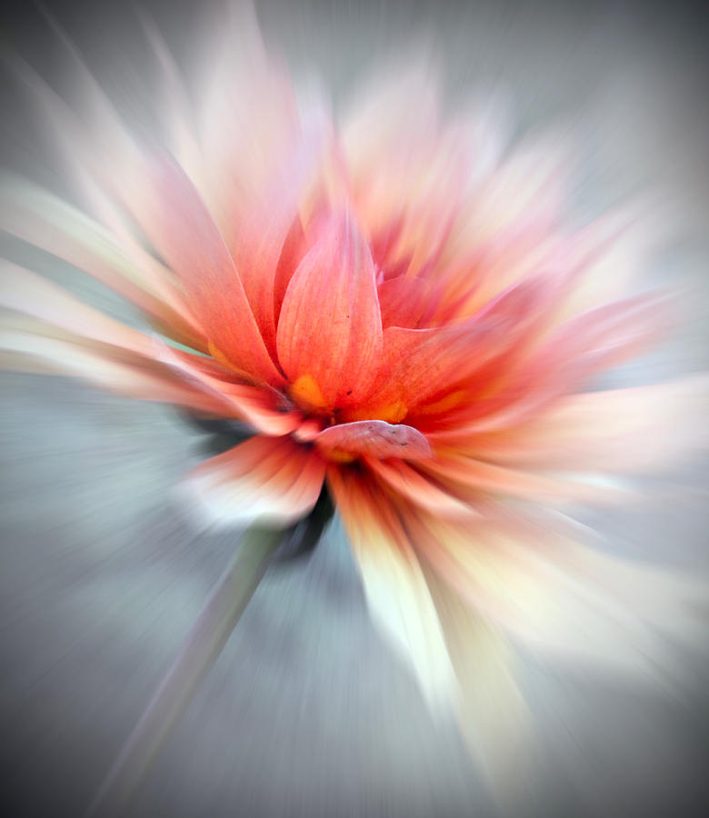 Nature Photograph - Floral Abstract by Debbie Nobile