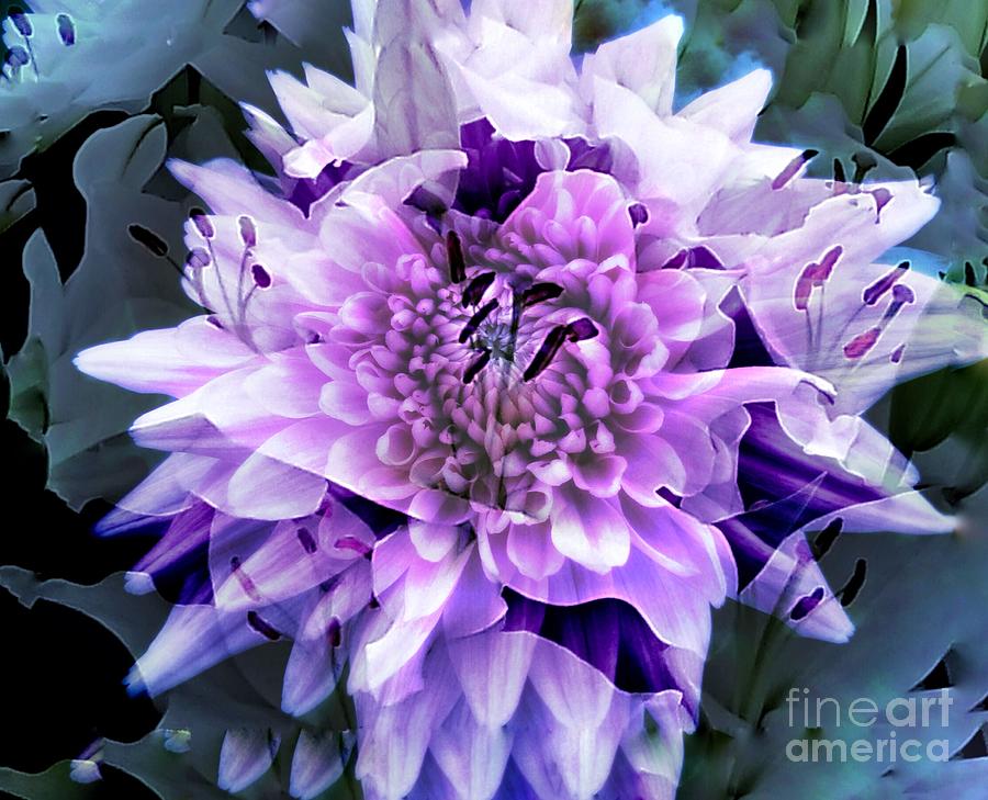 Floral Abstract Photograph by Joan-Violet Stretch