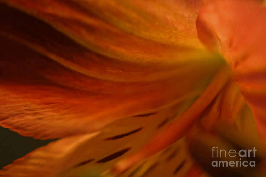 Floral Abstract Photograph - Floral Abstract by Kelly Holm