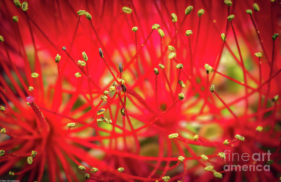 Floral Abstract Photograph by Mitch Shindelbower