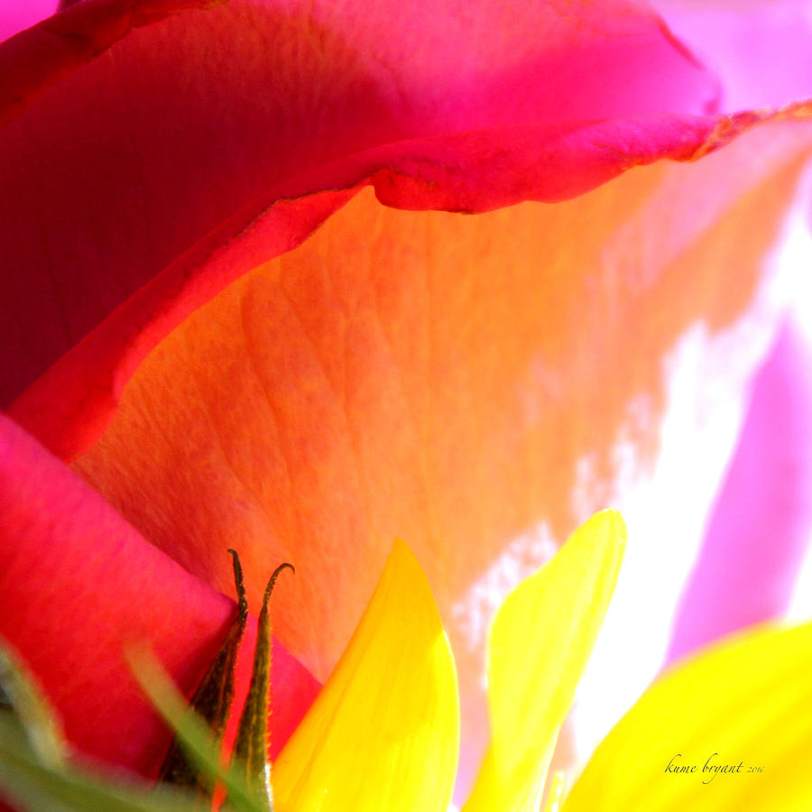 Floral Abstract No1 Photograph by Kume Bryant