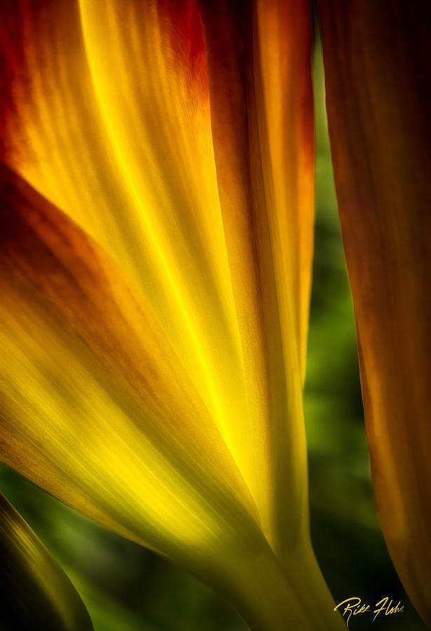 Floral Abstract Photograph by Rikk Flohr