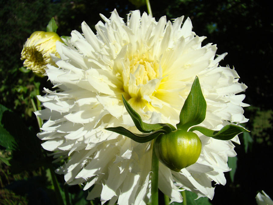 Floral art Dinner Plate Dahlia Flowers Photograph by Patti ...