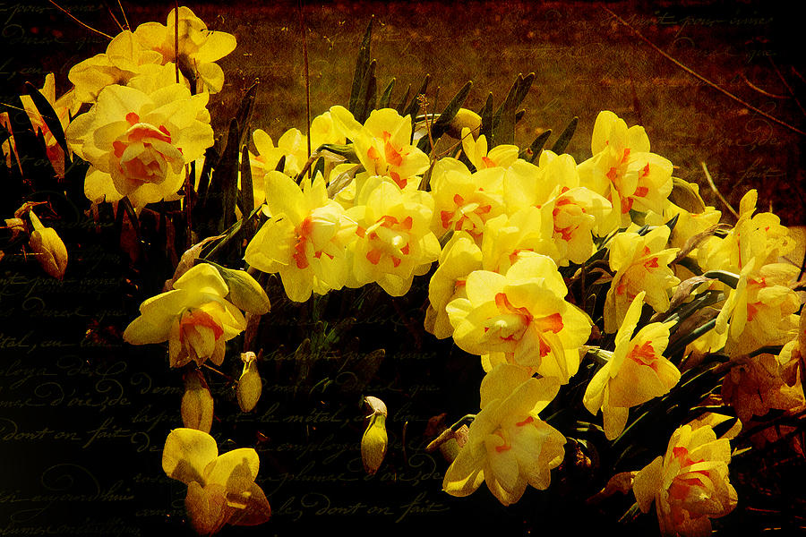 Floral Art in Yellow Photograph by Milena Ilieva