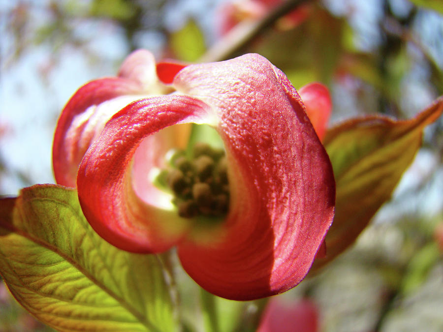 Flower Photograph - Floral art Pink Dogwood Flowers Baslee Troutman by Patti Baslee