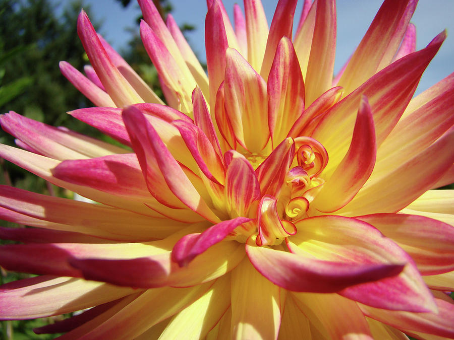 Flower Photograph - FLORAL ART PRINTS Bright Dahlia Flower Canvas Baslee Troutman  by Patti Baslee