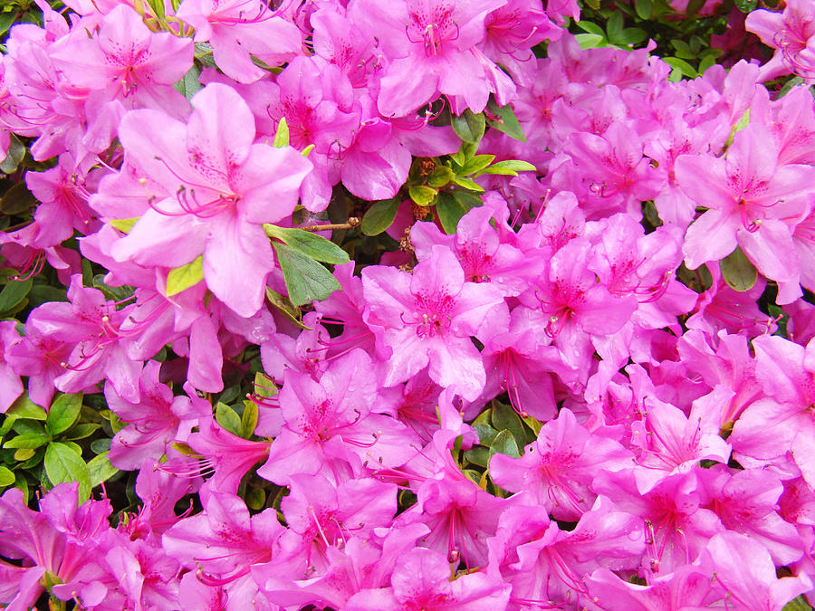 Floral Art Prints Pink Azalea Garden Landscape Baslee Troutman Photograph