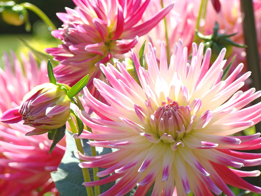 Floral art prints Pink Glowing Dahlia Flowers Photograph by Patti Baslee
