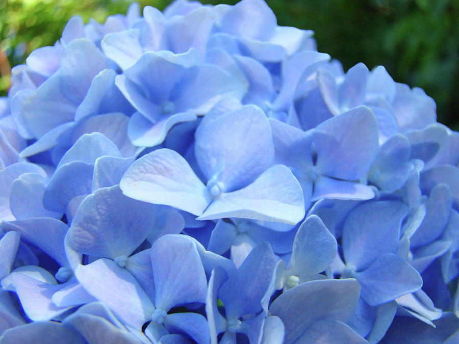 Hydrangea Photograph - FLORAL Artwork Blue HYDRANGEA Flowers Baslee Troutman by Patti Baslee