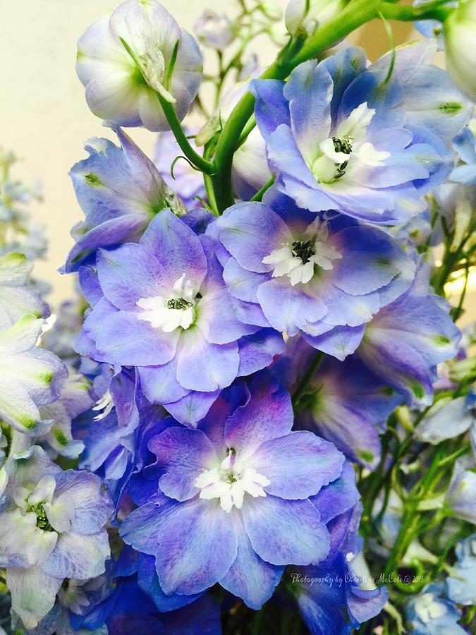 Floral Baby Blue Delphiniums Photograph by Christine McCole
