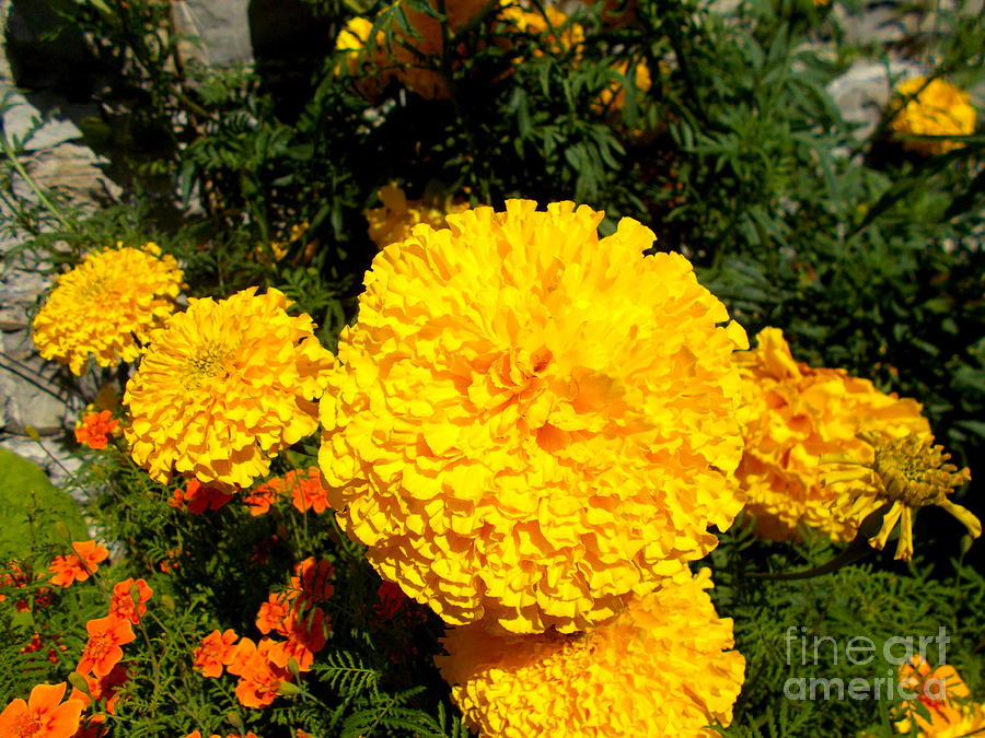 Floral Beauties 22 Photograph By Angelika Heidemann Fine Art America