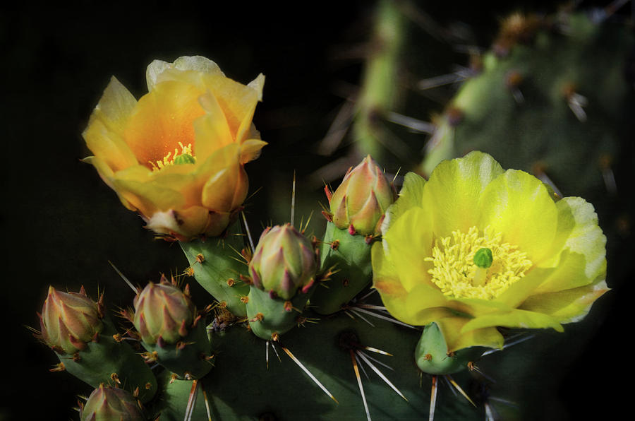 Floral Beauty in the Sonoran Photograph by Saija Lehtonen