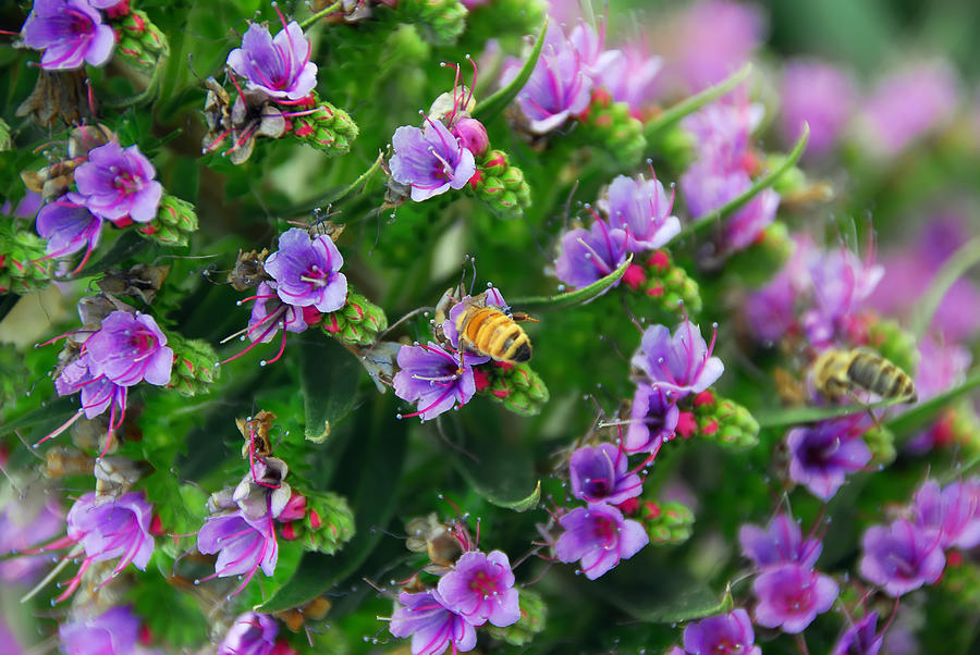Flower Photograph - Floral Beehive by Georgiana Romanovna