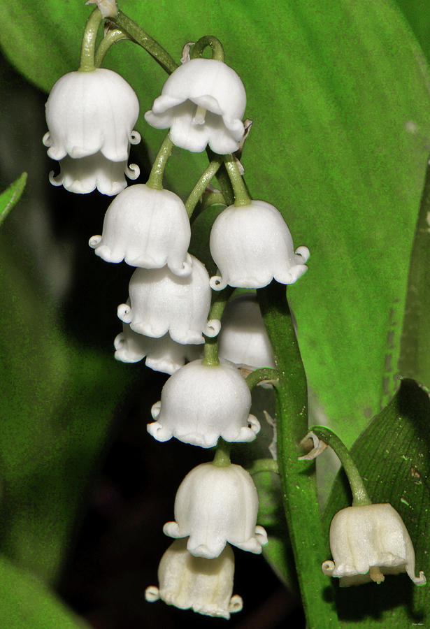 Floral Bells 004 Photograph by George Bostian