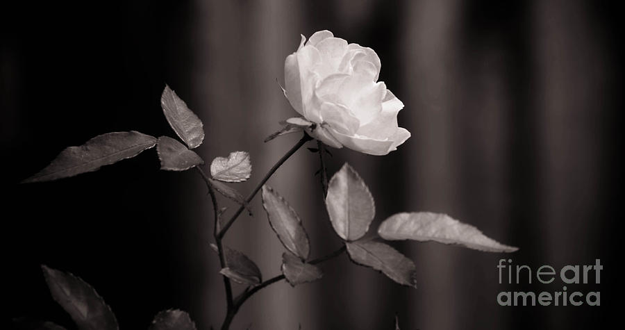 Floral Black White Photograph by Andrea Anderegg