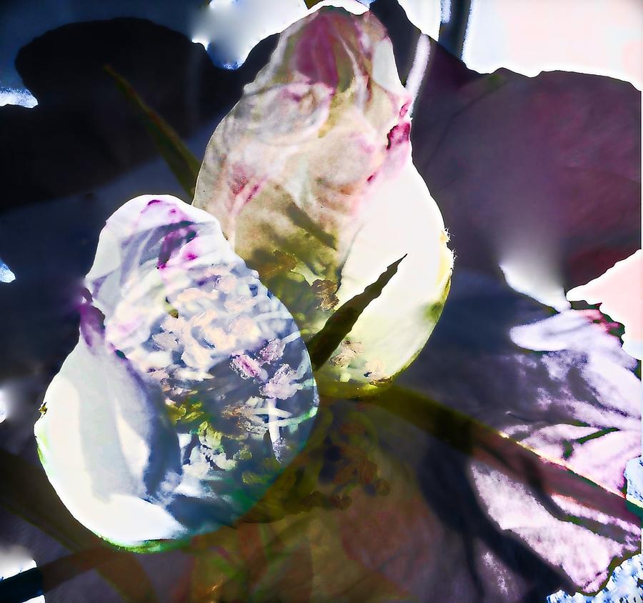 Floral Bliss Digital Art by CG Abrams