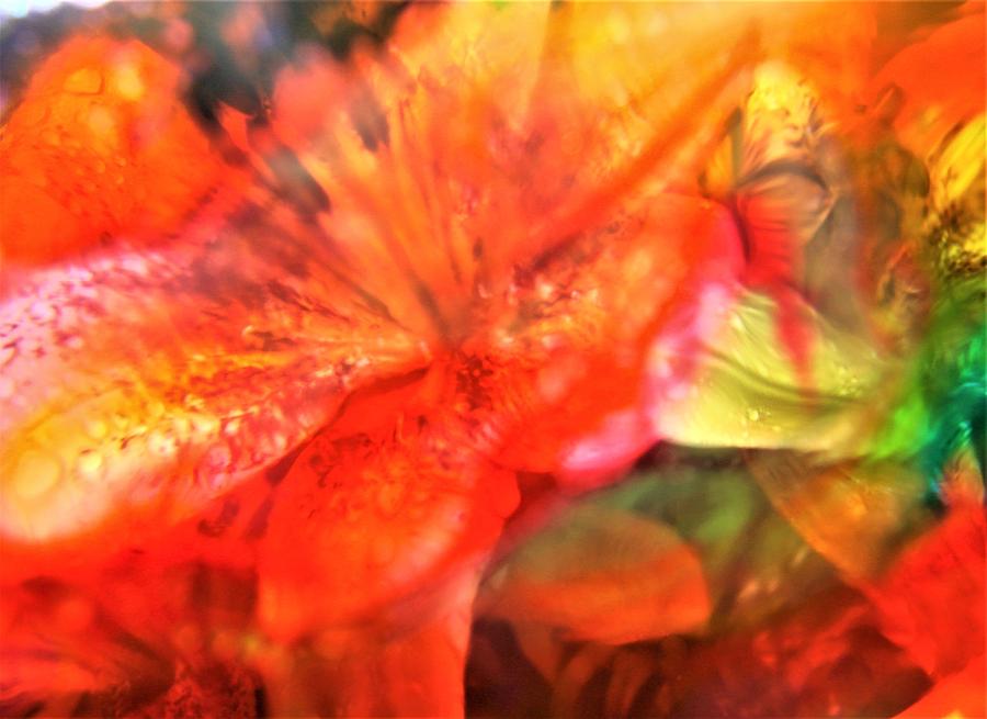 Floral Burst 2 Photograph By Nordan Nielsen Fine Art America