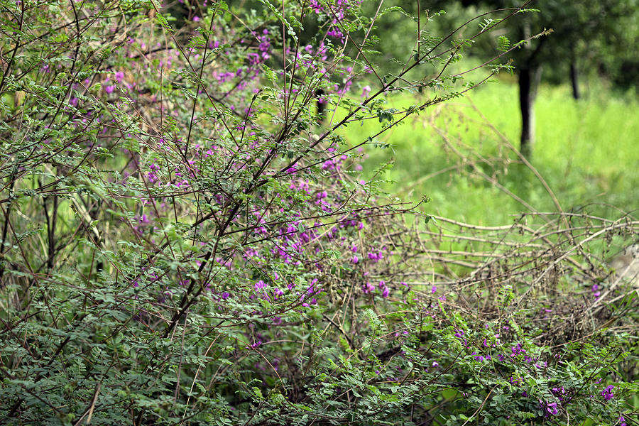 Floral bush Photograph by Sumit Mehndiratta