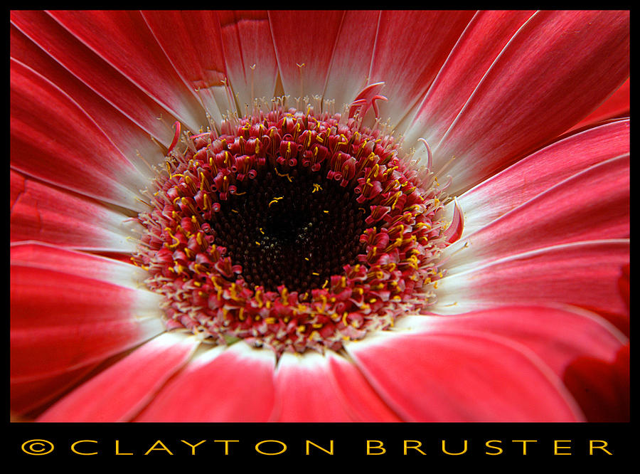 Floral Photograph by Clayton Bruster