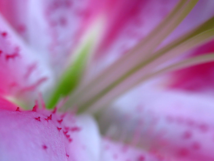 Floral Close Up of a Lily Photograph by Juergen Roth